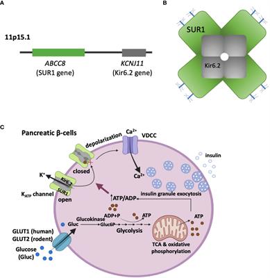 KATP channel mutations in congenital hyperinsulinism: Progress and challenges towards mechanism-based therapies
